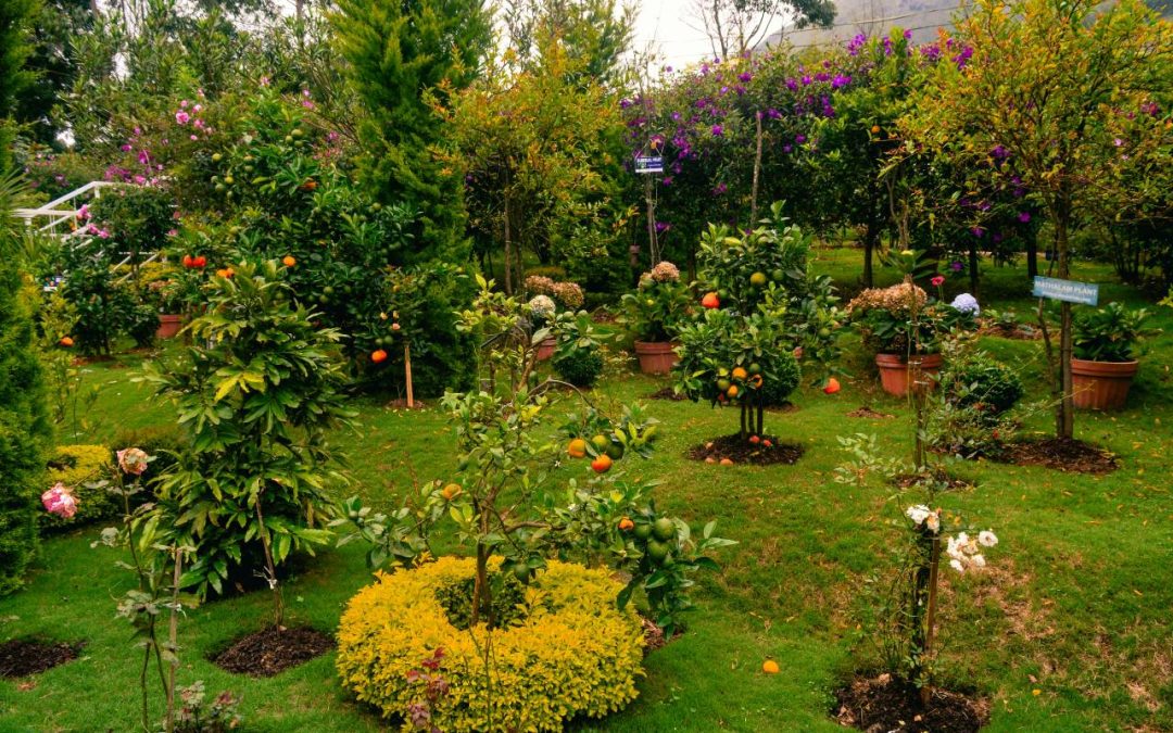 Piante che si scelgono nel progetto di un giardino